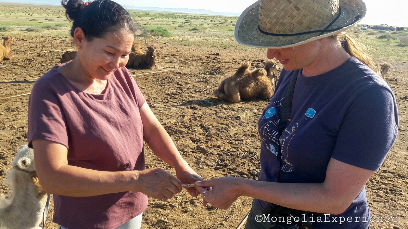 At a camel breeder camp South Gobi
