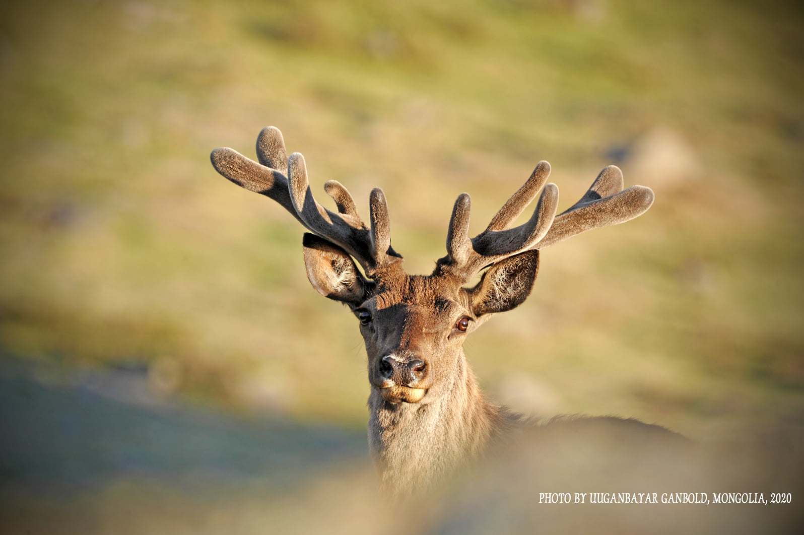 Wapiti Deer in Hustai NP