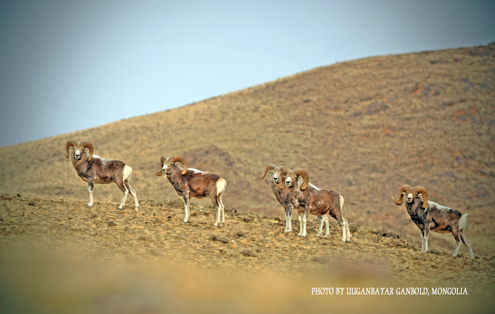 Argali Mountain Sheep in Hustai NP