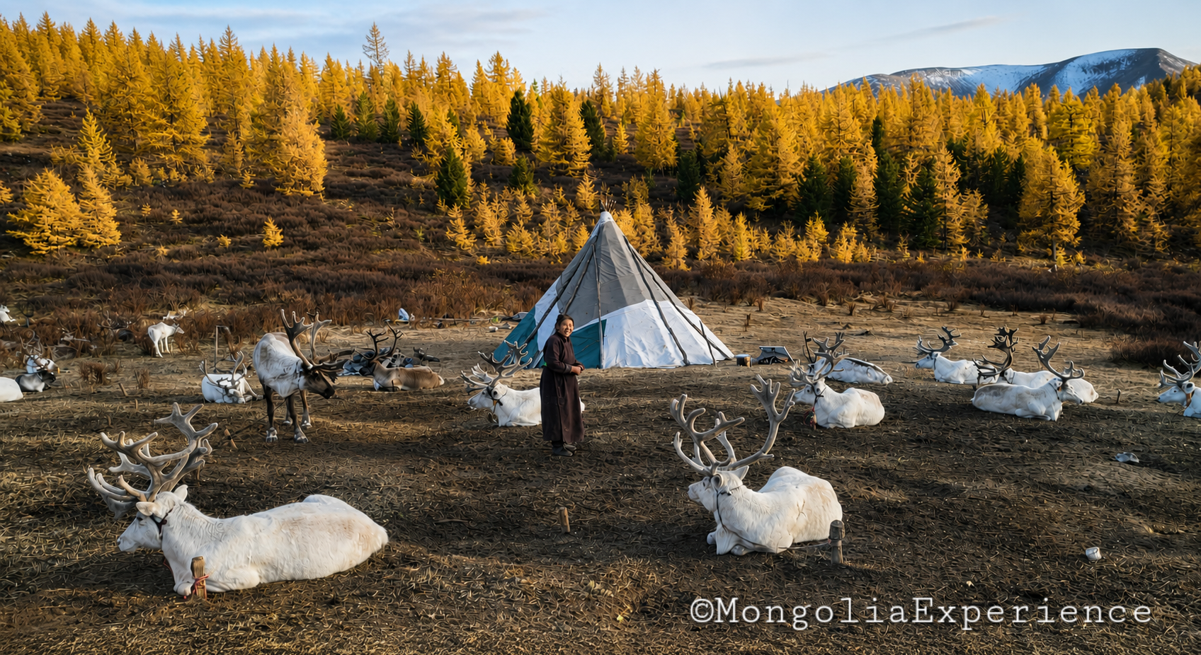 Reindeer camp