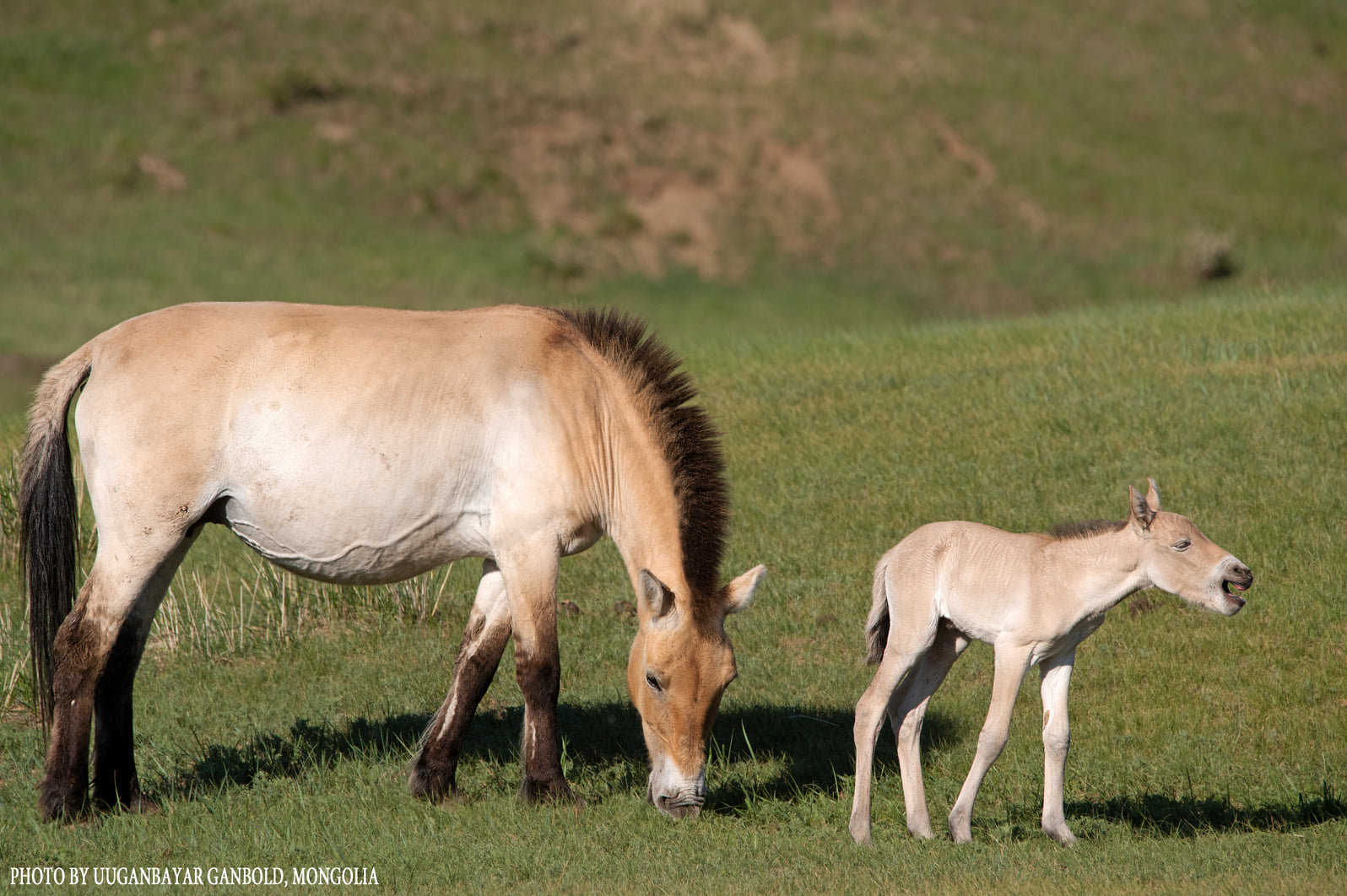 Takhi Wild Horse