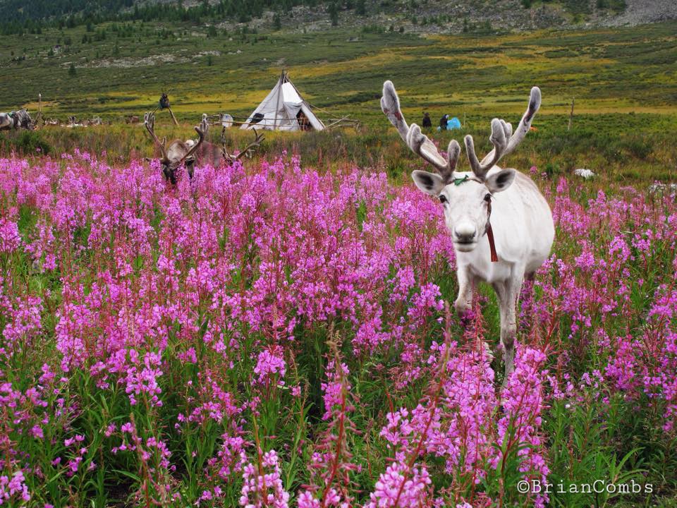 Tsaatan by Brian Combs