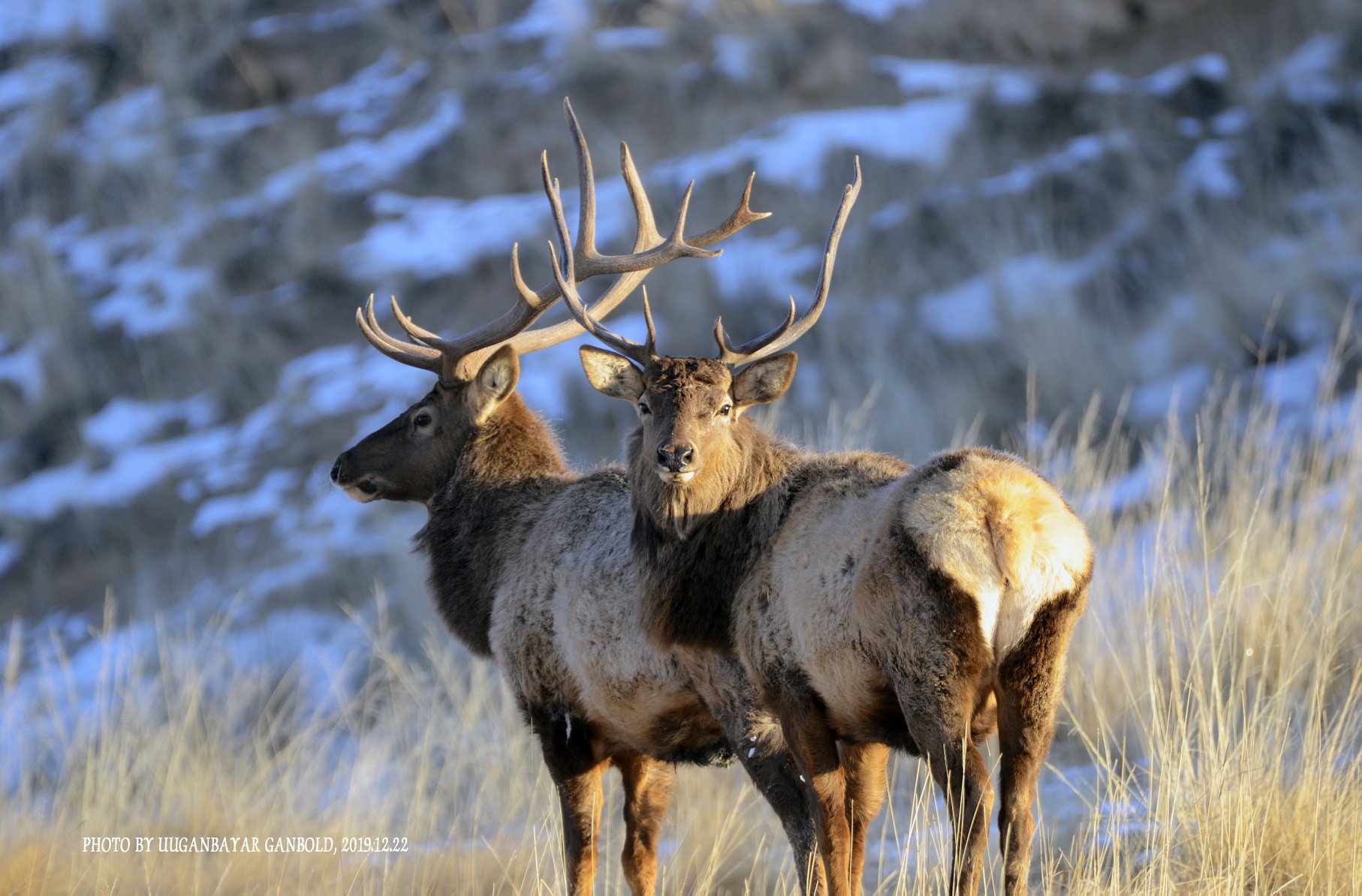 Wapiti Deer in Hustai NP