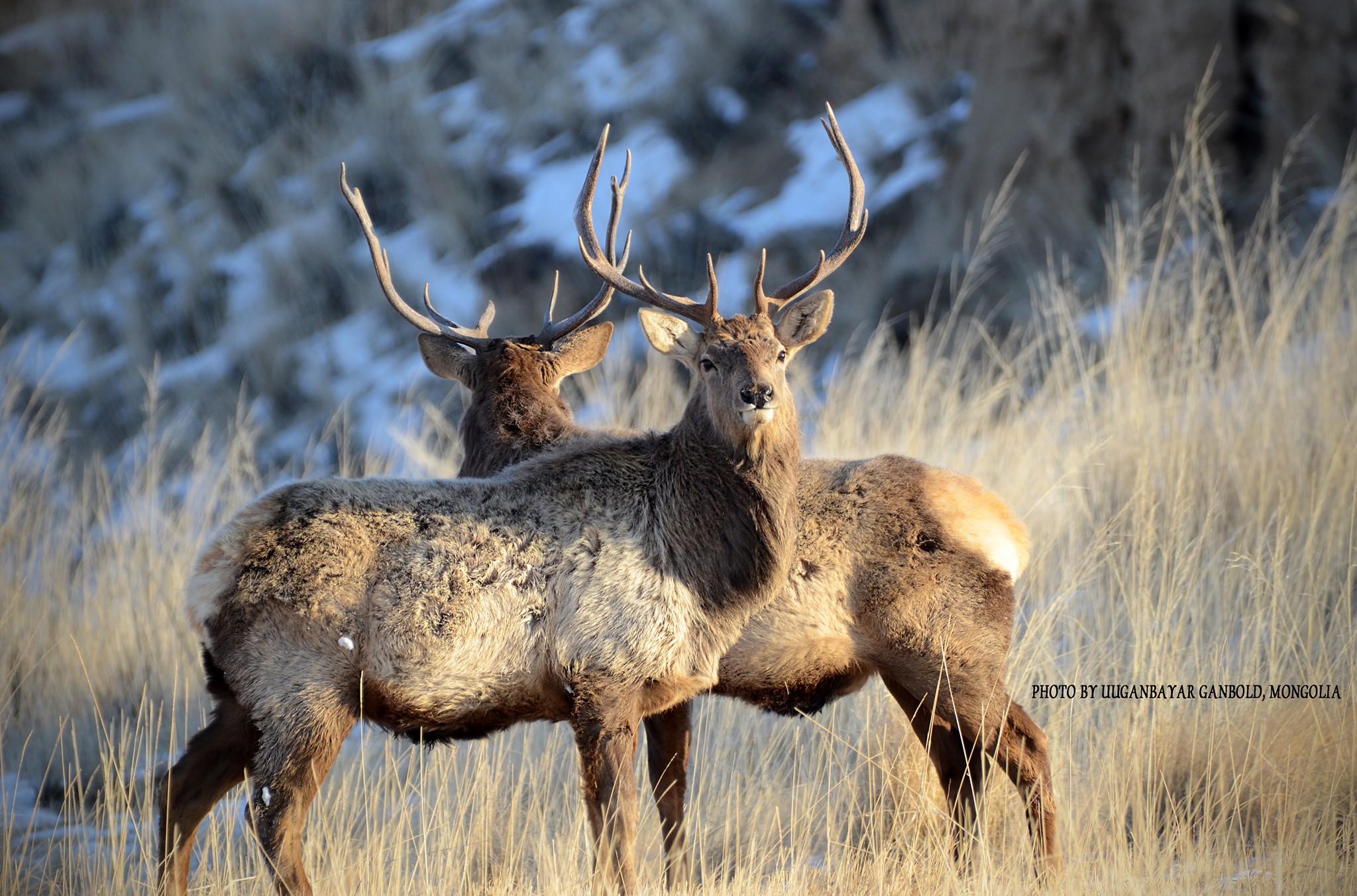 Wapiti Deer in Hustai NP