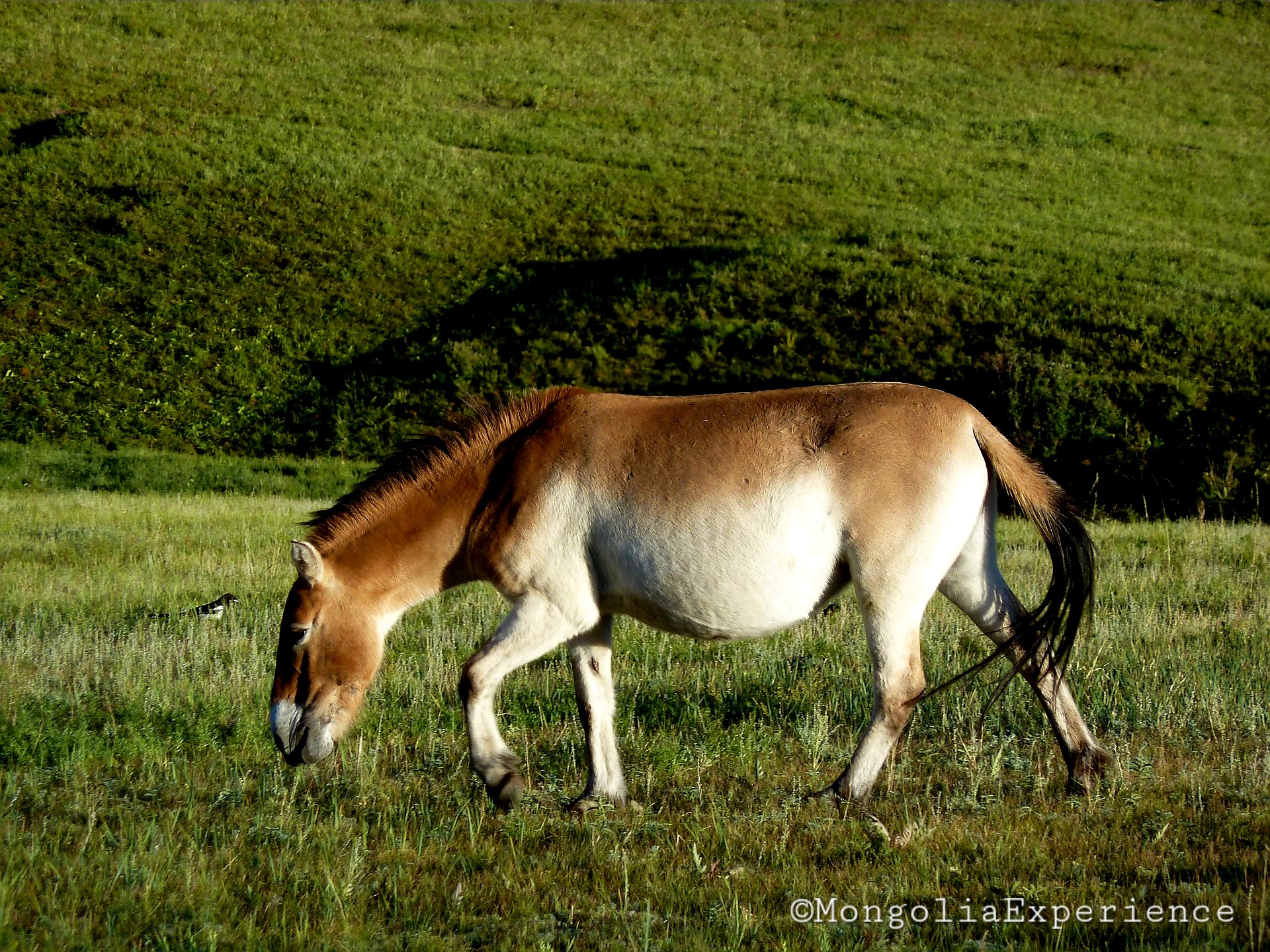 Takhi-Horse